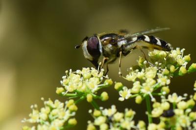 <i>Scaeva pyrastri</i>