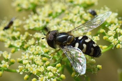 <i>Scaeva pyrastri</i>
