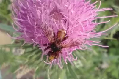 <i>Sicus ferrugineus</i>