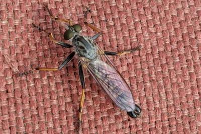<i>Neomochtherus geniculatus</i>