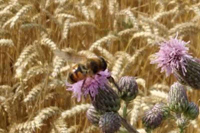 <i>Eristalis</i>