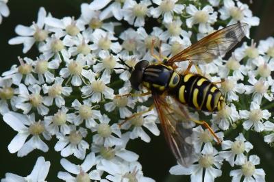 <i>Chrysotoxum elegans</i>
