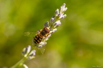 <i>Scaeva selenitica</i>