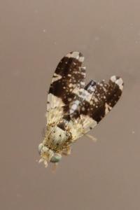 <i>Tephritis formosa</i>