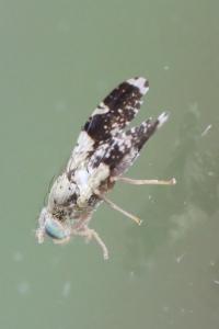 <i>Tephritis formosa</i>