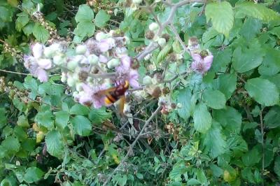 <i>Volucella</i>