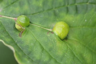 <i>Craneiobia corni</i>
