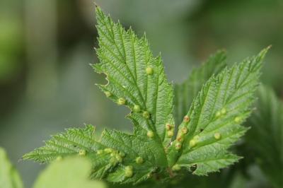 <i>Dasineura ulmaria</i>