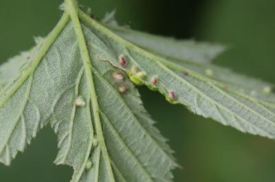 <i>Dasineura ulmaria</i>