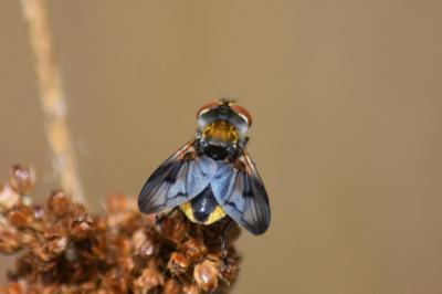 <i>Ectophasia crassipennis</i>