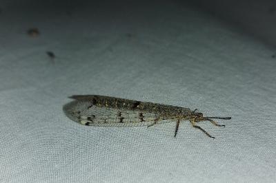 <i>Distoleon tetragrammicus</i>