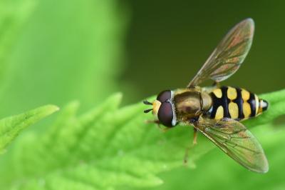 <i>Eupeodes corollae</i>