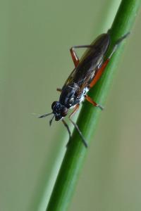 <i>Sepedon sphegea</i>