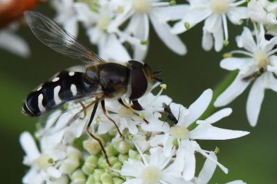 <i>Scaeva pyrastri</i>