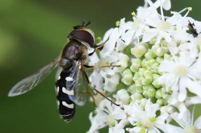 <i>Scaeva pyrastri</i>