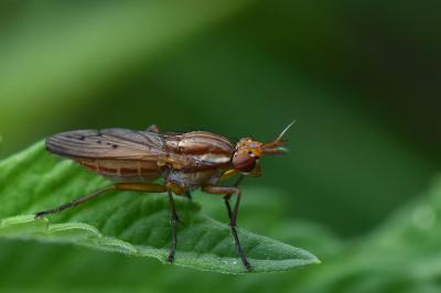 <i>Ilione albiseta</i>