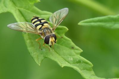 <i>Eupeodes corollae</i>