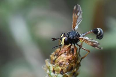 <i>Physocephala rufipes</i>