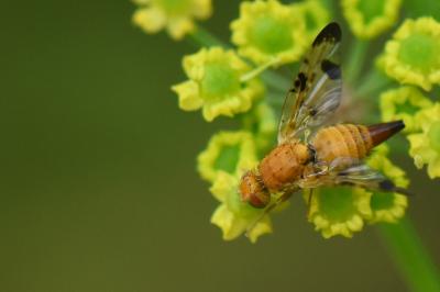 <i>Xyphosia miliaria</i>