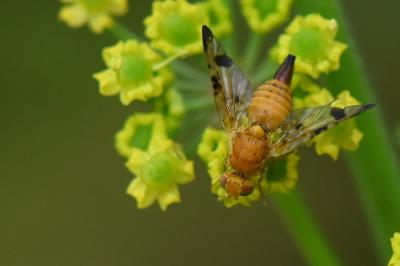 <i>Xyphosia miliaria</i>