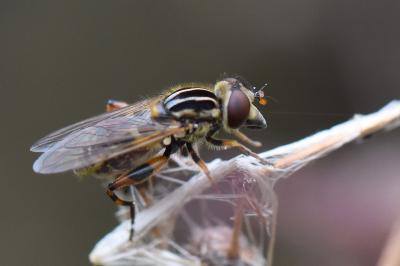 <i>Eurimyia lineata</i>