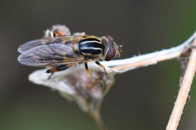 <i>Eurimyia lineata</i>