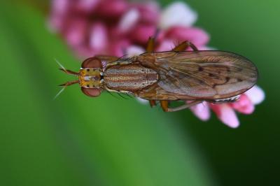 <i>Ilione albiseta</i>