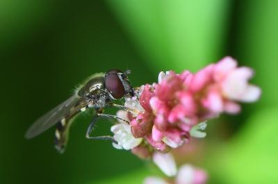 <i>Platycheirus scutatus</i>
