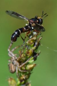 <i>Physocephala vittata</i>