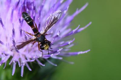 <i>Physocephala vittata</i>