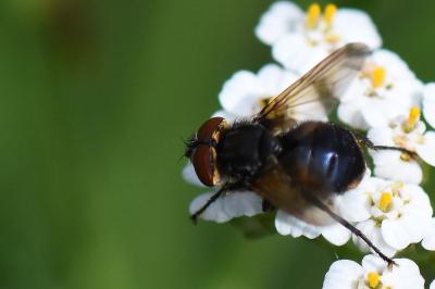 <i>Phasia aurigera</i>