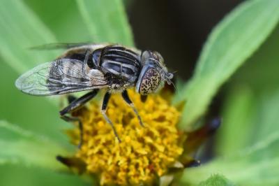 <i>Eristalinus aeneus</i>