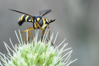 <i>Conops scutellatus</i>
