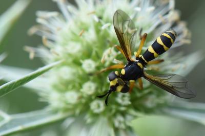 <i>Conops scutellatus</i>
