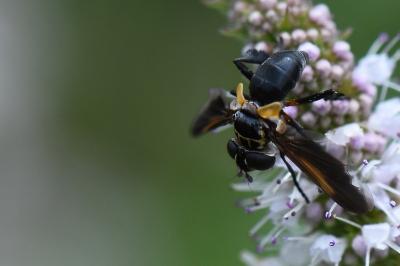 Trichopoda pictipennis