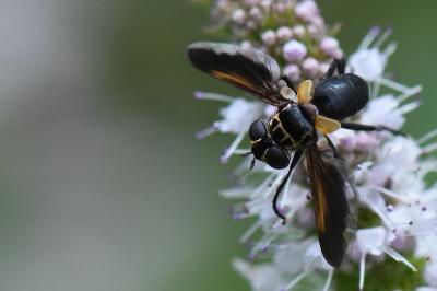 <i>Trichopoda pictipennis</i>