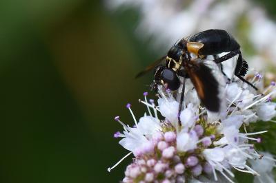 <i>Trichopoda pictipennis</i>