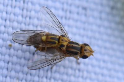 <i>Chlorops</i>