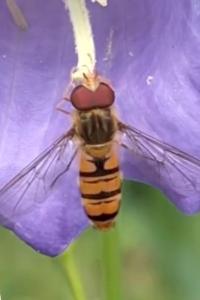 <i>Episyrphus balteatus</i>