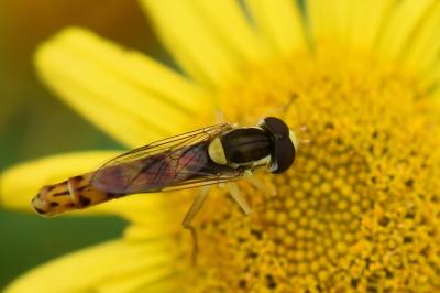 <i>Sphaerophoria scripta</i>