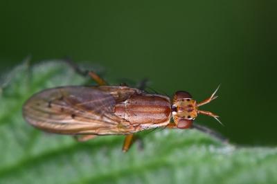 <i>Ilione albiseta</i>