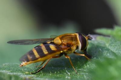 Syrphus ribesii
