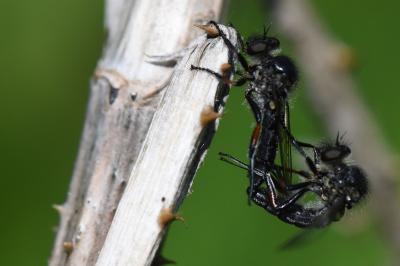 <i>Leptarthrus brevirostris</i>