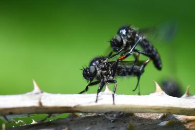 <i>Leptarthrus brevirostris</i>