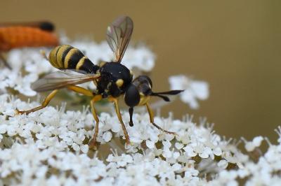 <i>Abrachyglossum capitatum</i>