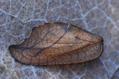 <i>Drepanepteryx phalaenoides</i>