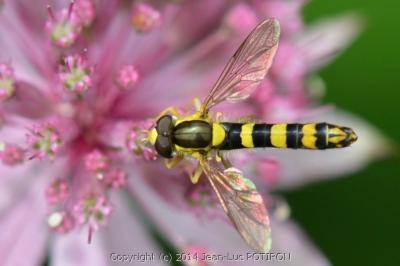 <i>Sphaerophoria scripta</i>