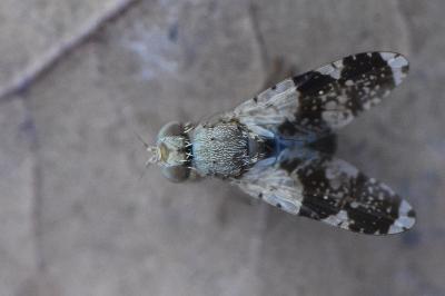 <i>Tephritis formosa</i>