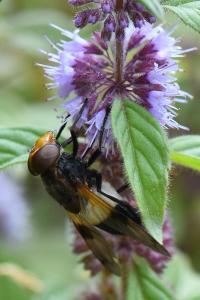 <i>Volucella pellucens</i>