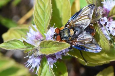 <i>Phasia hemiptera</i>